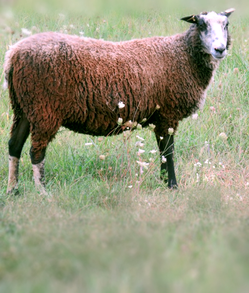 Janis ewe at finnsheep.net