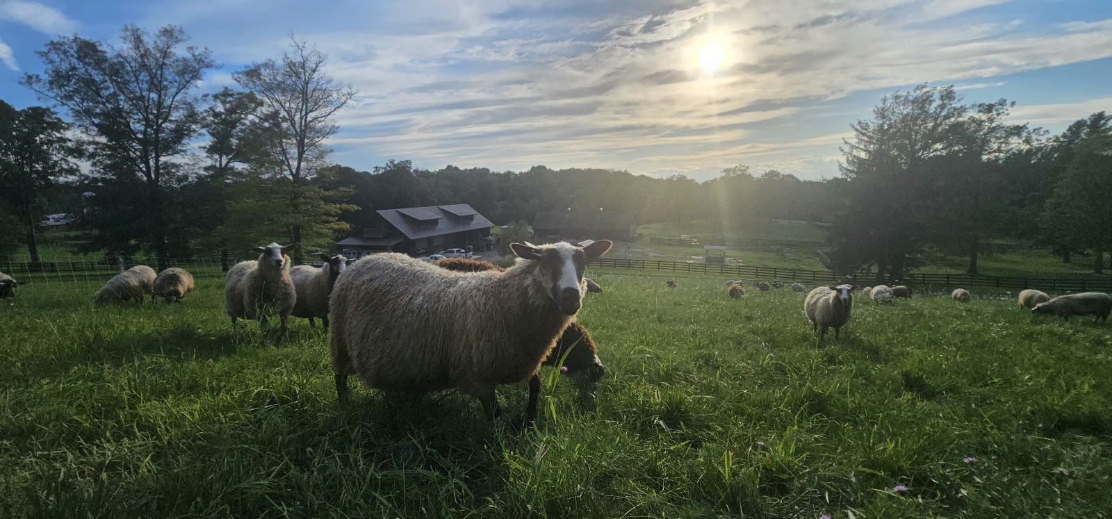 Finnsheep grazing beside the farm buildings in the evening sunlight