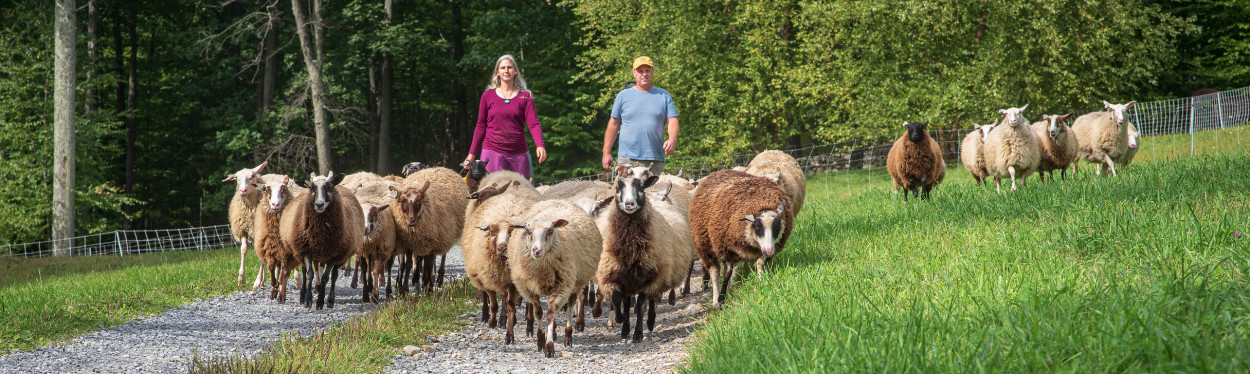 A man and woman sitting in front of some sheep along the farm driveway