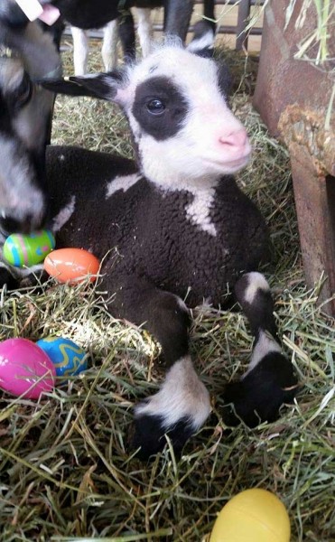 EasterLamb