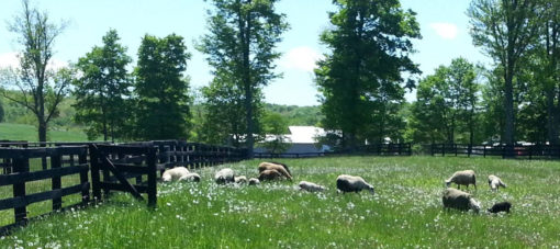 SheepInField1