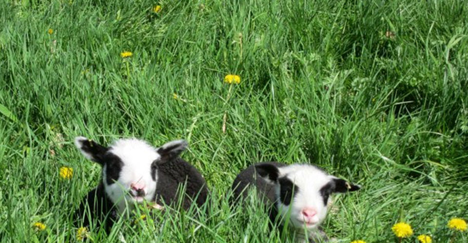 little lambs at finnsheep.net