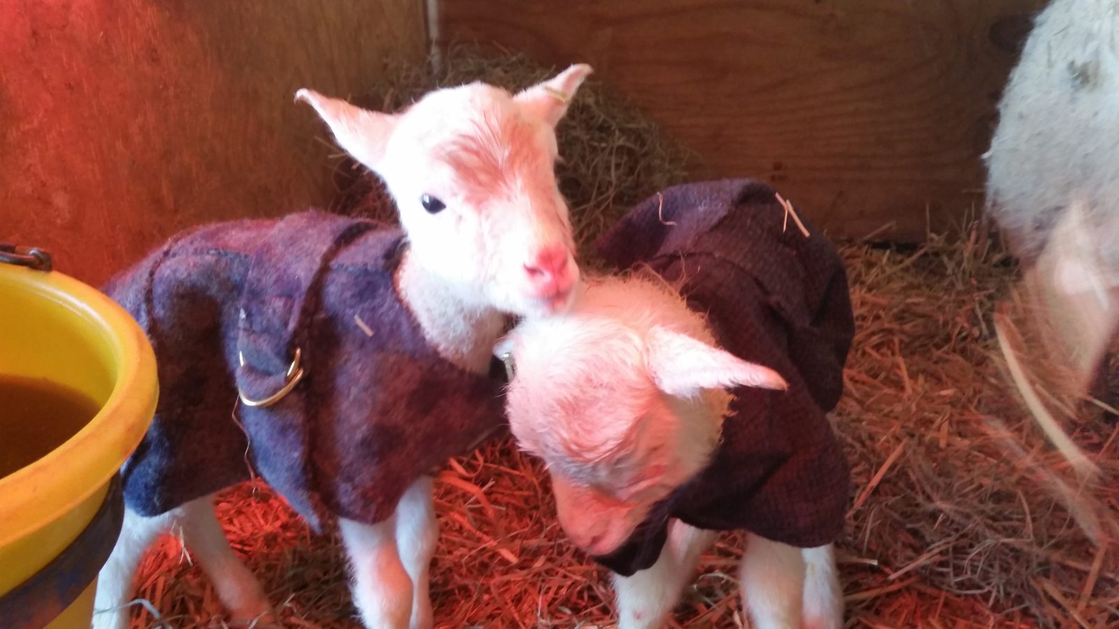 Lambs in coats