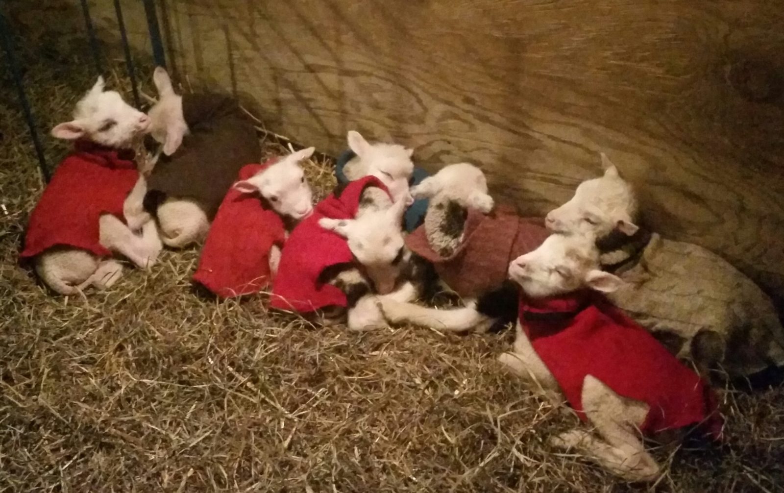 Lots of Lambs at finnsheep.net