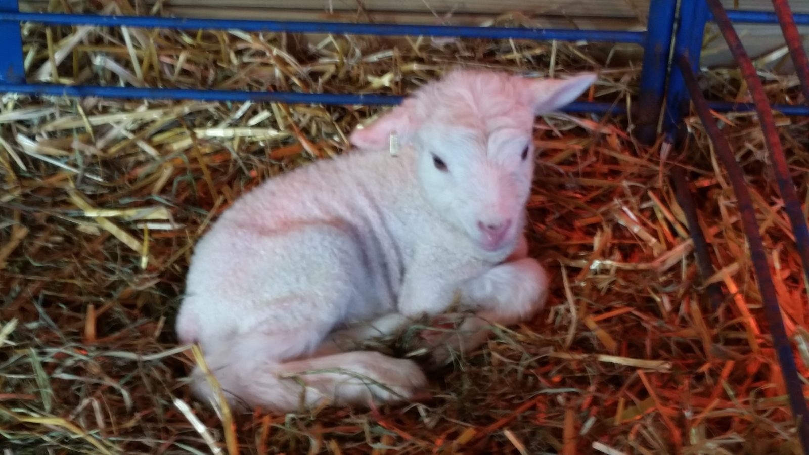 Small White Lamb