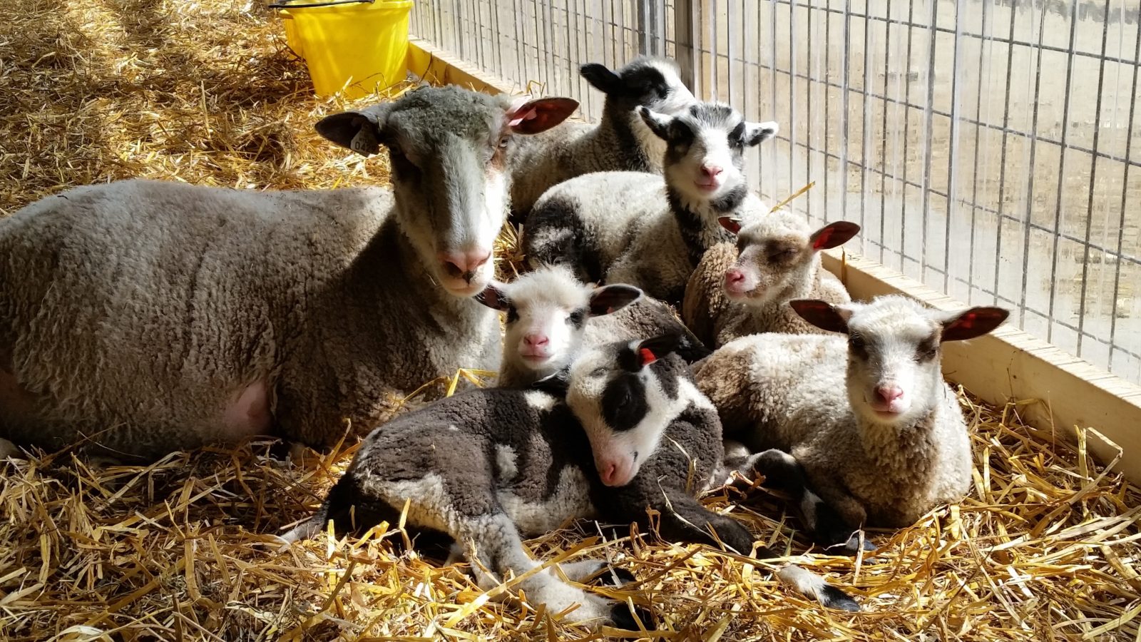 Ewe and Lambs resting on hay