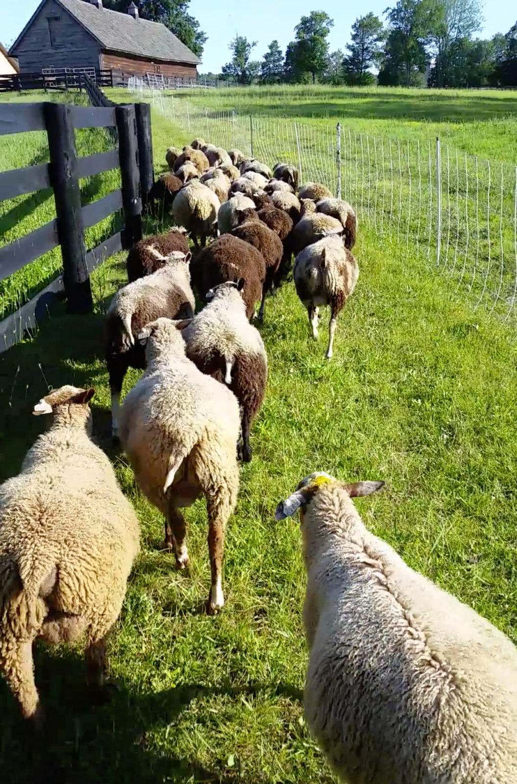 Finnsheep coming in from fields