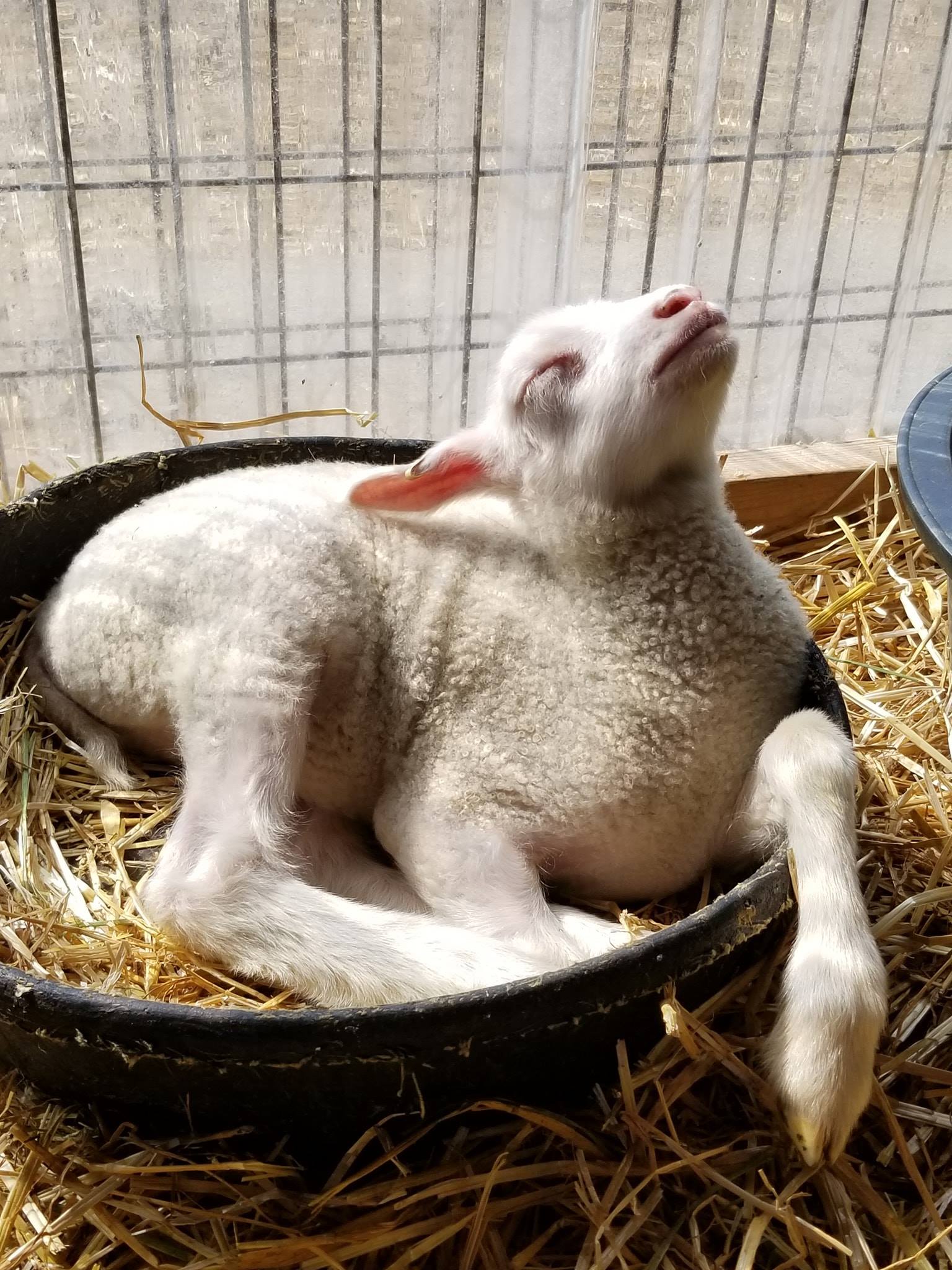 Lambs for Sale Point of View Farm Purebred Registered Finnsheep