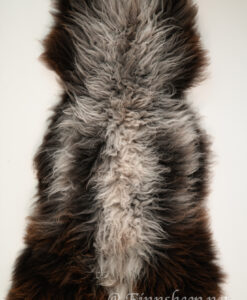 A furry animal is shown from the back.