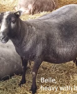 A sheep standing in hay with other animals.