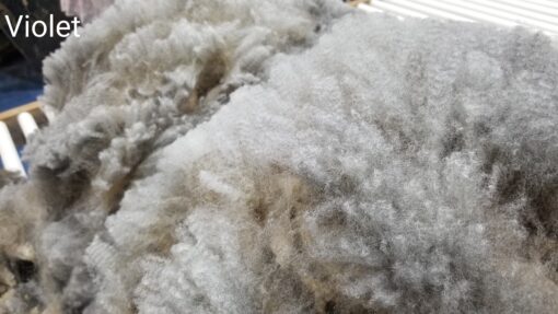 A close up of some white wool