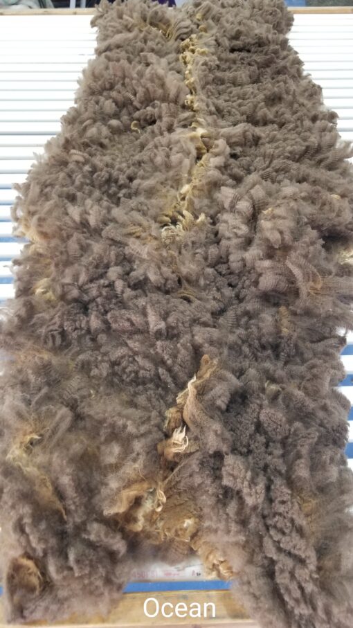 A close up of the fur on a sheep