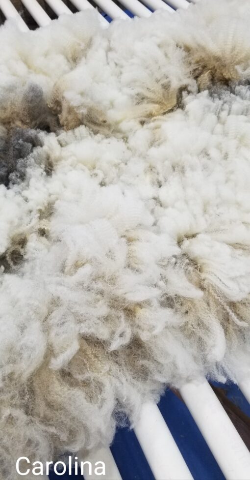 A pile of white wool is shown.