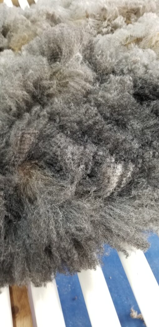 A close up of the fur on a sheep.