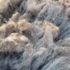 A close up of some sort of animal fur.