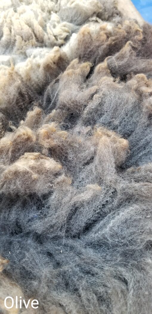 A close up of some sort of animal fur.