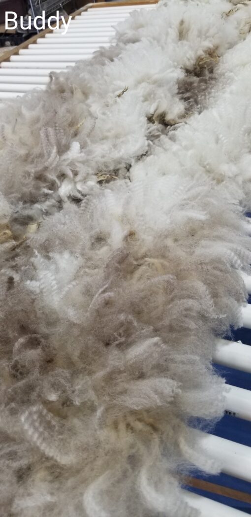 A close up of some white and brown fur