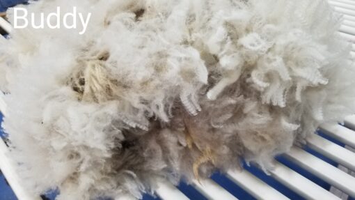 A close up of some white wool