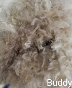 A close up of the fur on a sheep