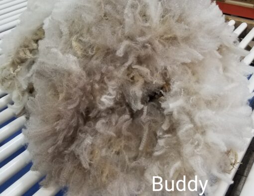 A close up of the fur on a sheep